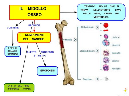 midollo osseo donatori sangue pubblica assistenza porto azzurro